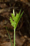 Eastern woodland sedge